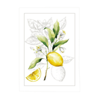 Virtuves dvielis 50x70cm – citroni - balts